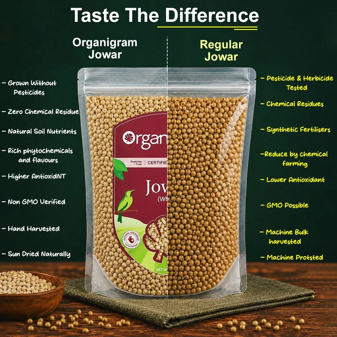 Organic Jowar/Sorghum Whole - Image 3
